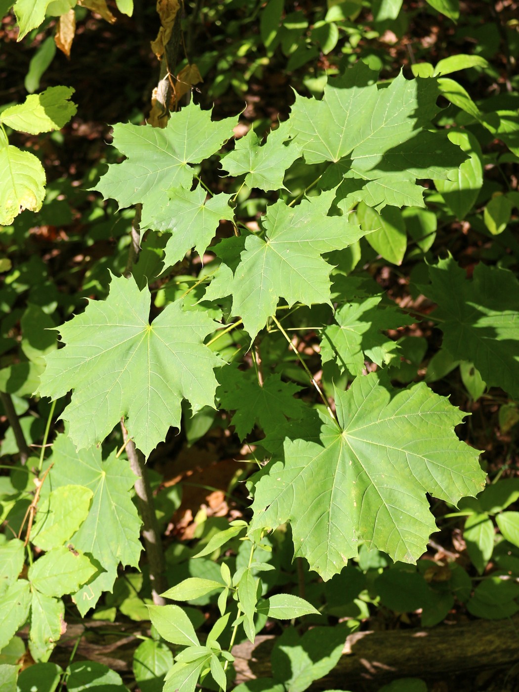 Image of Acer platanoides specimen.