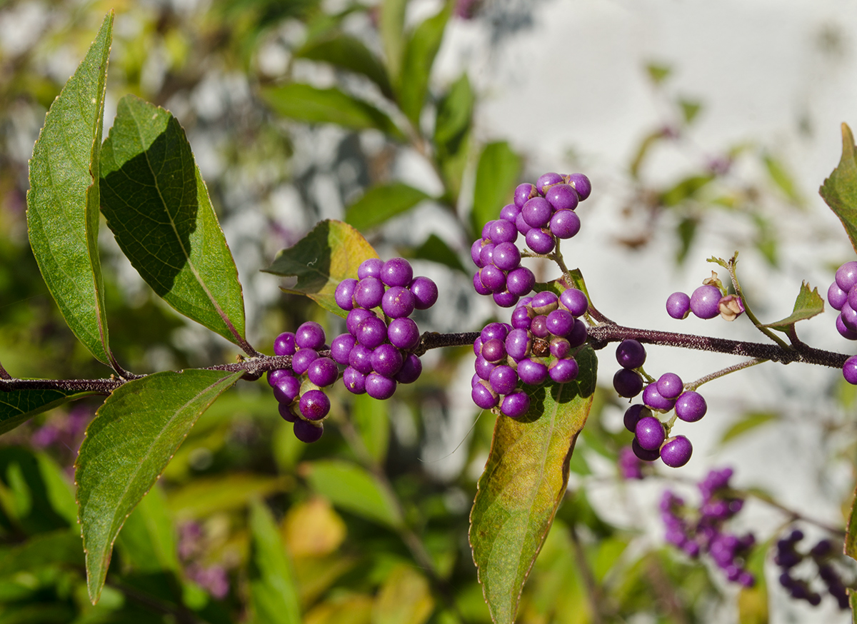 Image of Callicarpa bodinieri specimen.