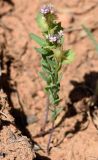 Aethionema carneum