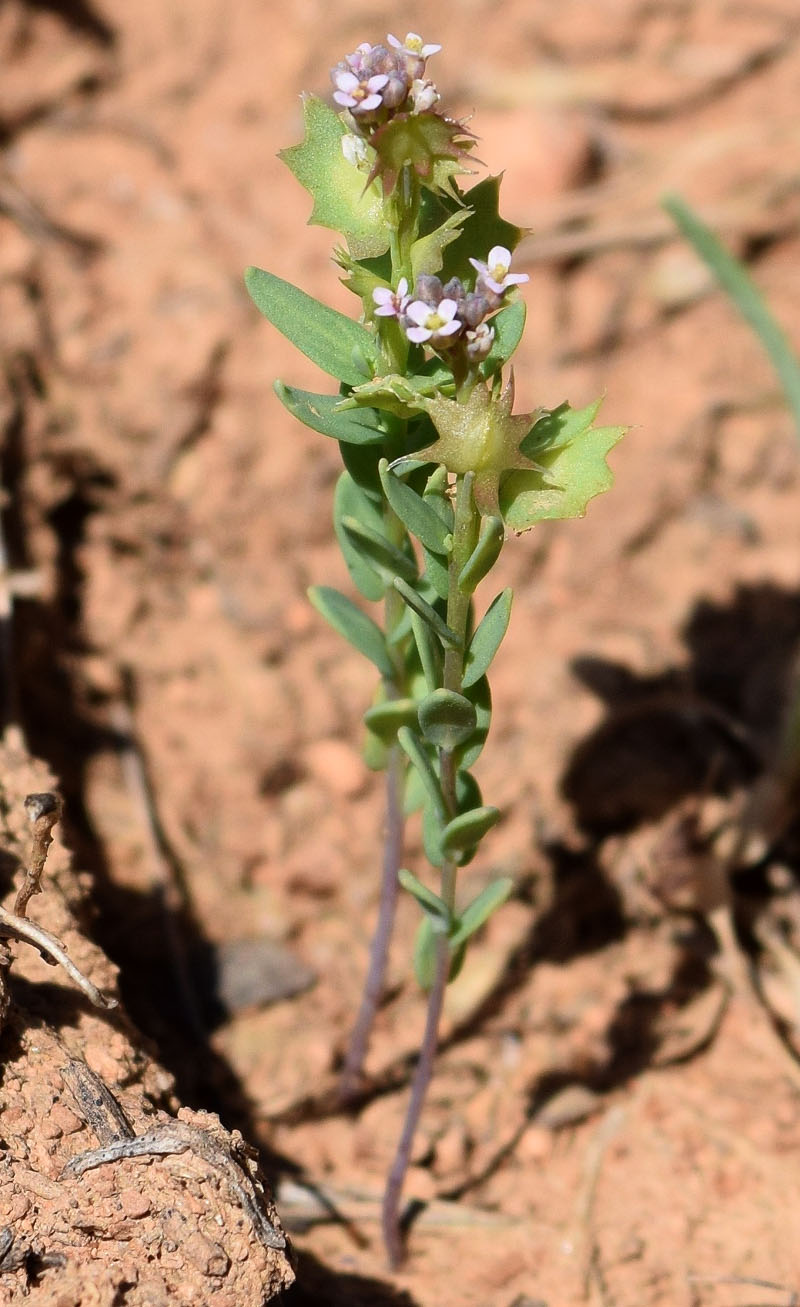 Изображение особи Aethionema carneum.