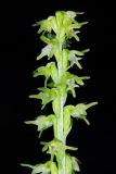 Herminium monorchis. Часть соцветия. Тверская обл., Вышневолоцкий р-н, памятник природы ”Орхидная горка”, заболоченное понижение между холмами. 04 июля 2020 г.