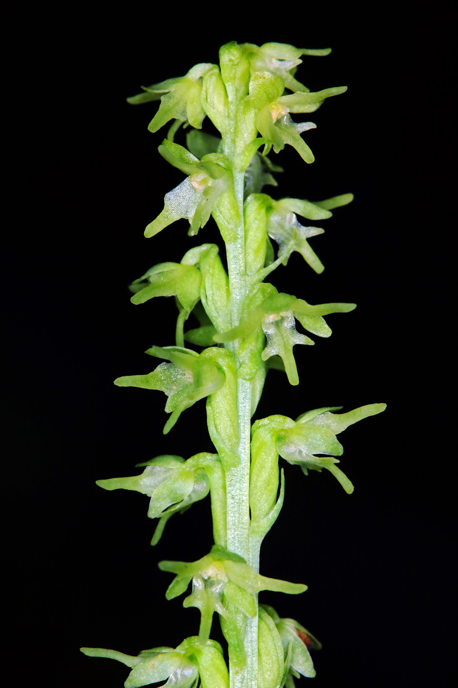 Image of Herminium monorchis specimen.