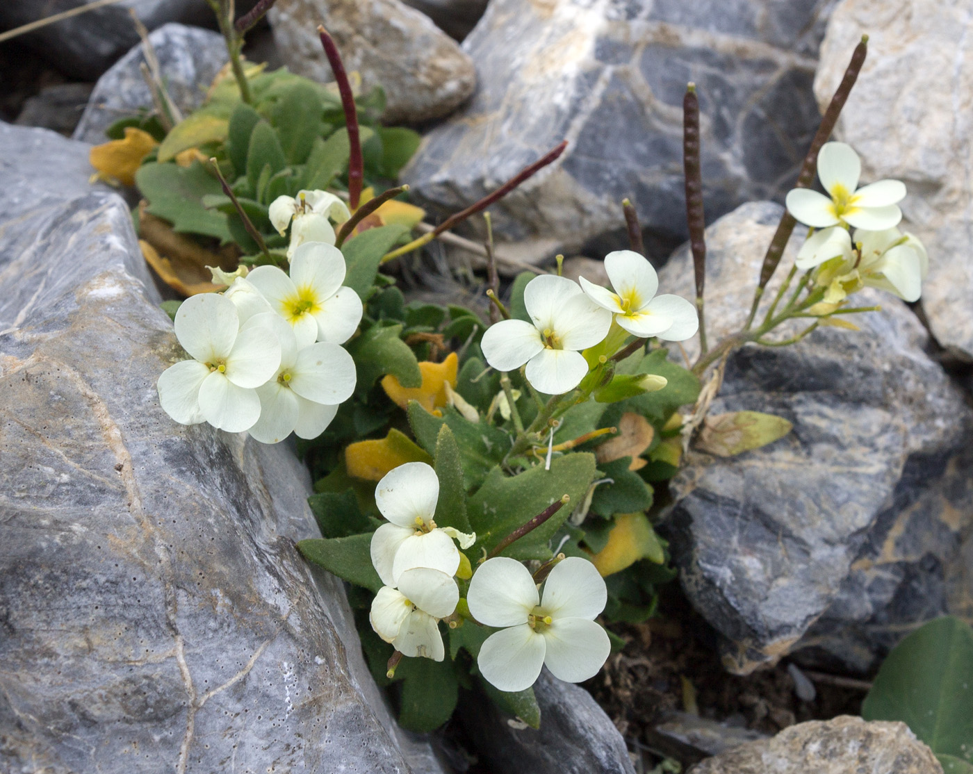 Image of Arabis caucasica specimen.