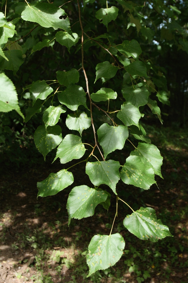 Изображение особи Tilia cordata.