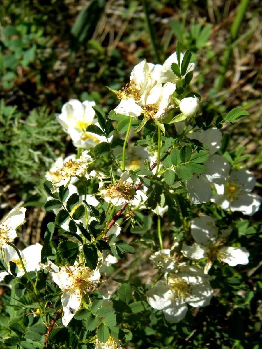 Image of Rosa spinosissima specimen.