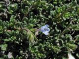 Lithodora hispidula. Побеги с цветком и завязавшимся плодом. Греция, о. Родос, окр. мыса Прасониси, песчаный берег Средиземного моря. 9 мая 2011 г.