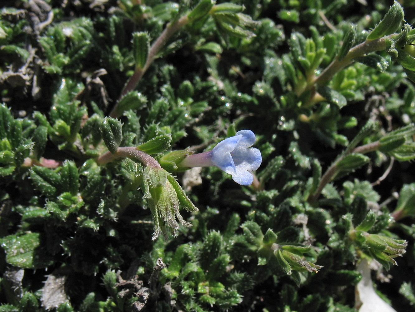 Изображение особи Lithodora hispidula.