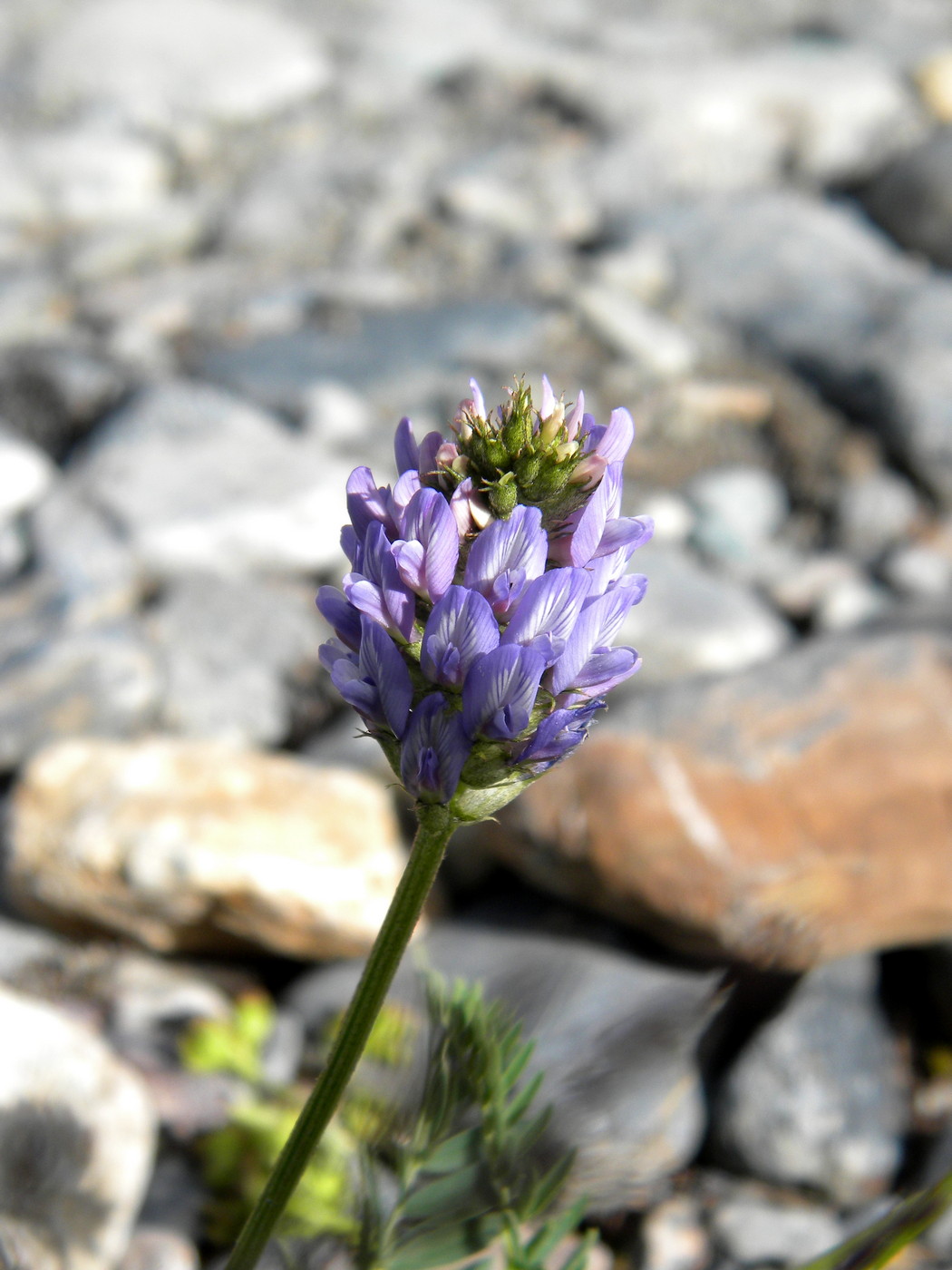 Изображение особи Astragalus austrosibiricus.