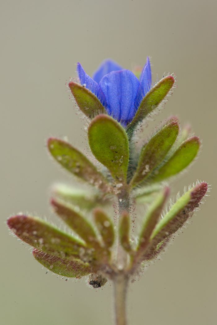 Image of Veronica triphyllos specimen.