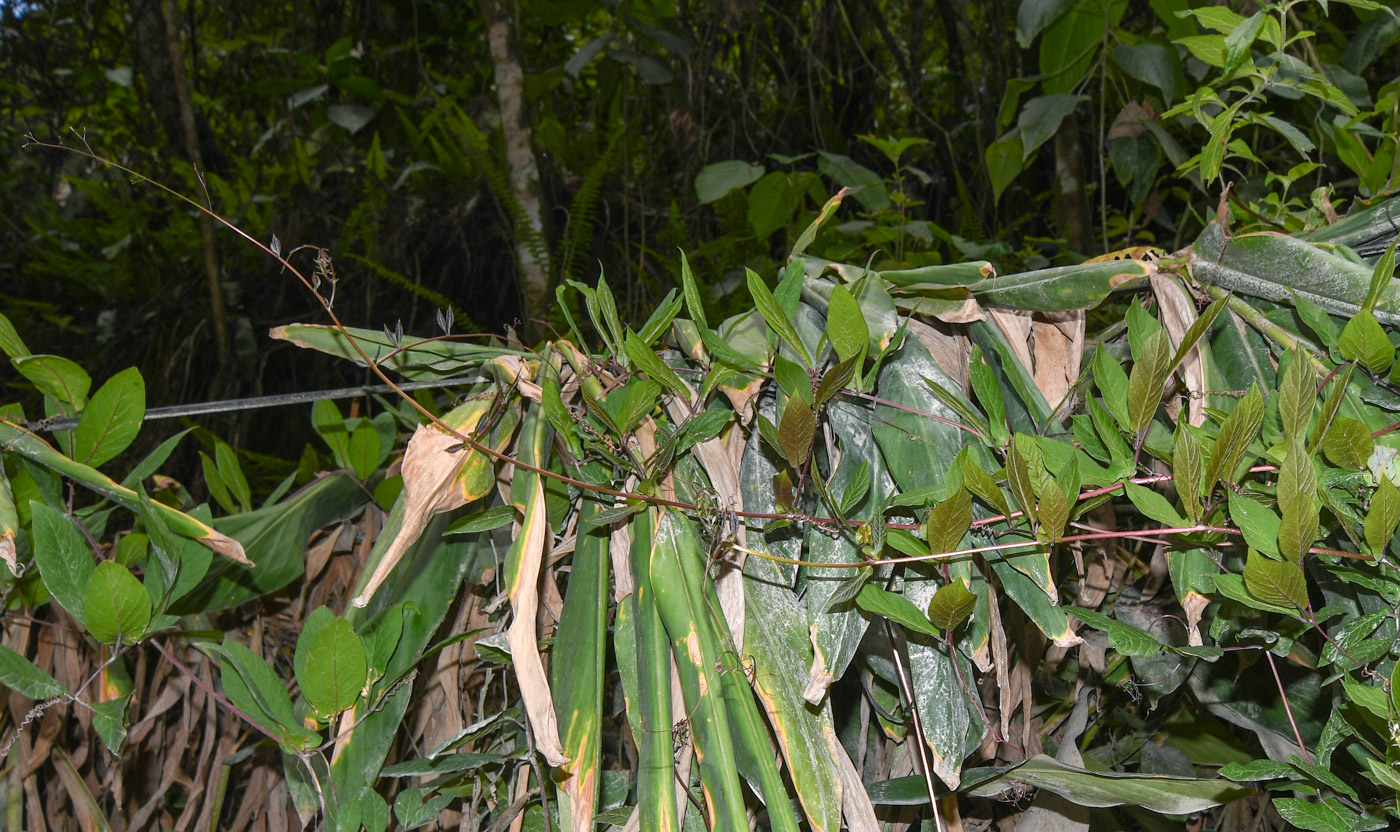 Image of Cobaea scandens specimen.