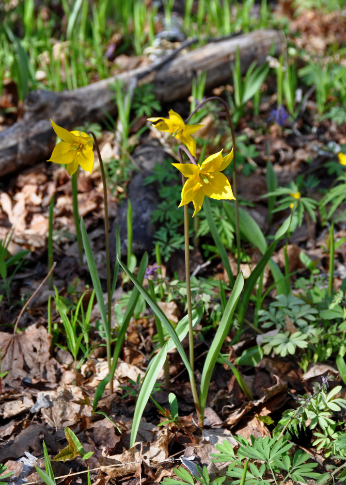 Image of Tulipa biebersteiniana specimen.