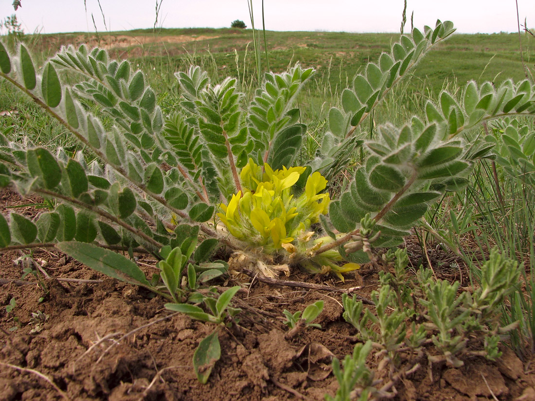 Изображение особи Astragalus pubiflorus.