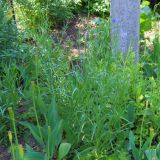 Centaurea cyanus. Цветущие и расцветающие растения. Ростовская обл., г. Таганрог, сорные в цветнике. 23.05.2021.