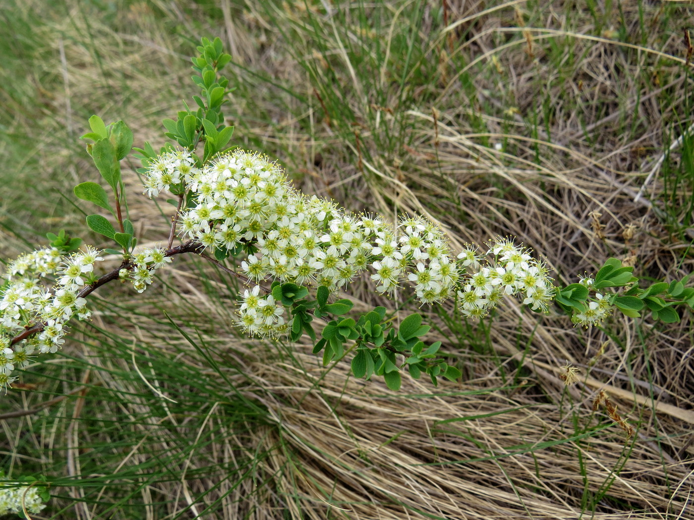 Image of Spiraea hypericifolia specimen.