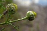 Matricaria discoidea