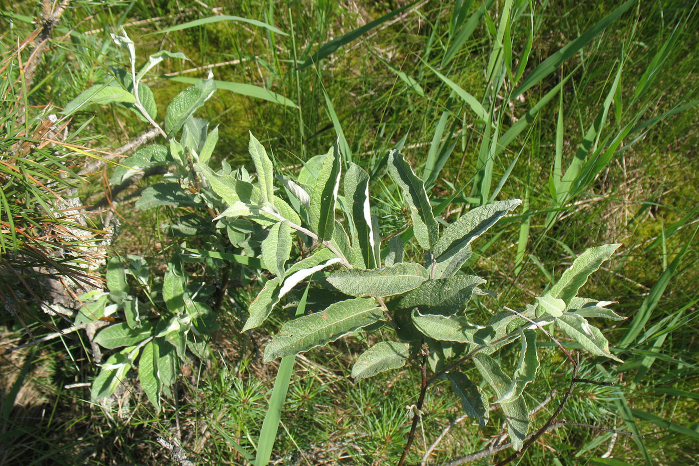 Image of Salix lapponum specimen.