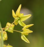 Pycnostelma paniculatum