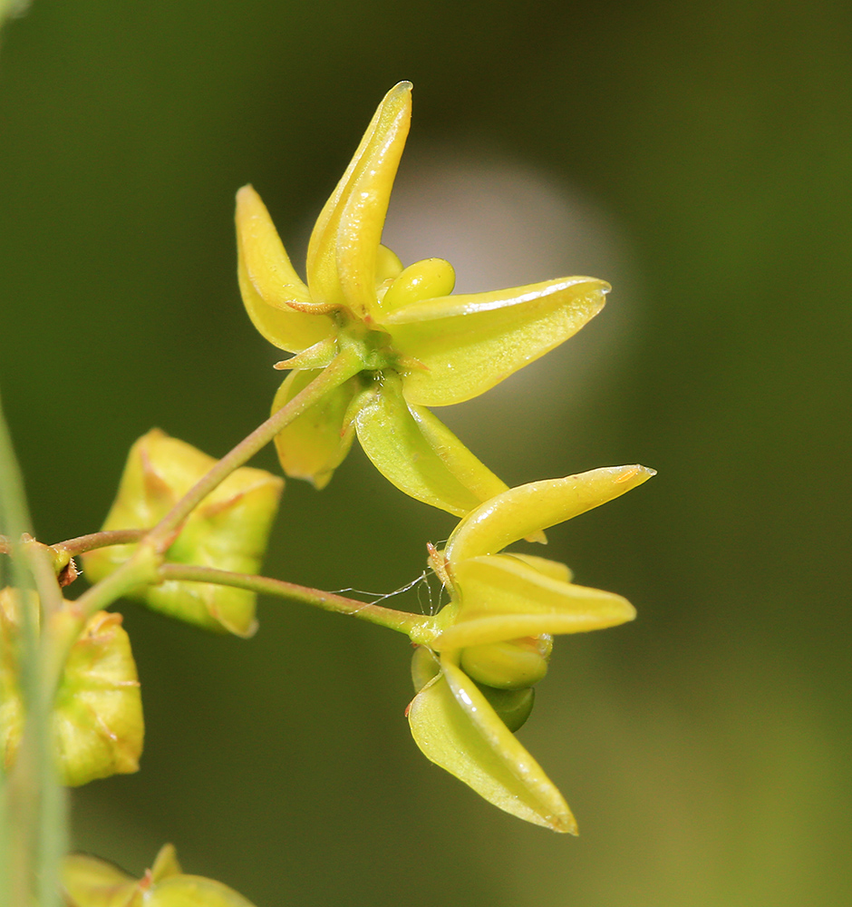 Image of Pycnostelma paniculatum specimen.