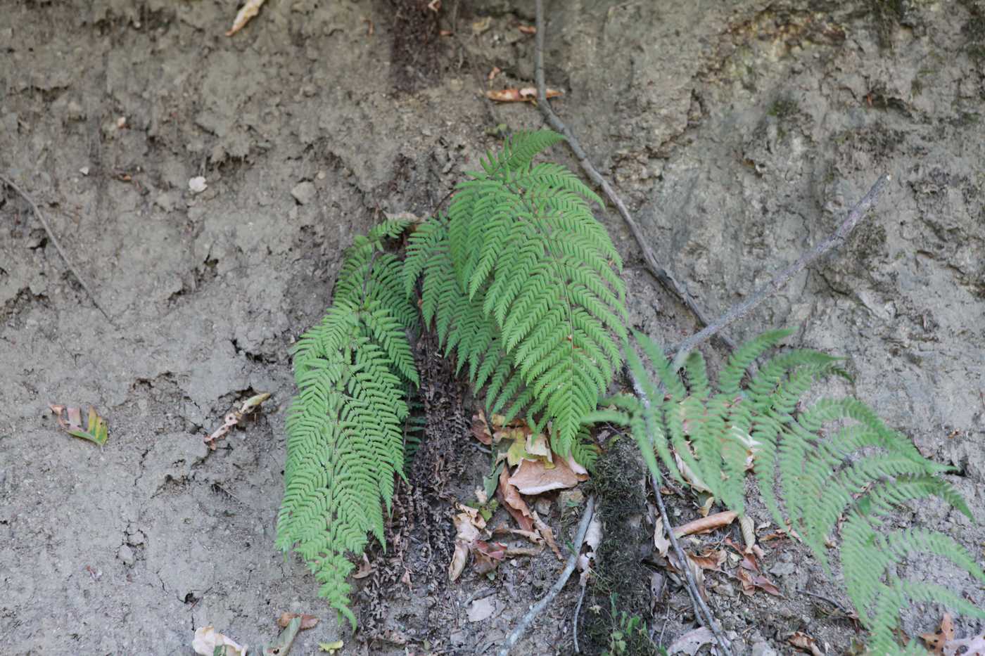 Image of familia Dryopteridaceae specimen.