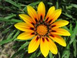 Gazania rigens