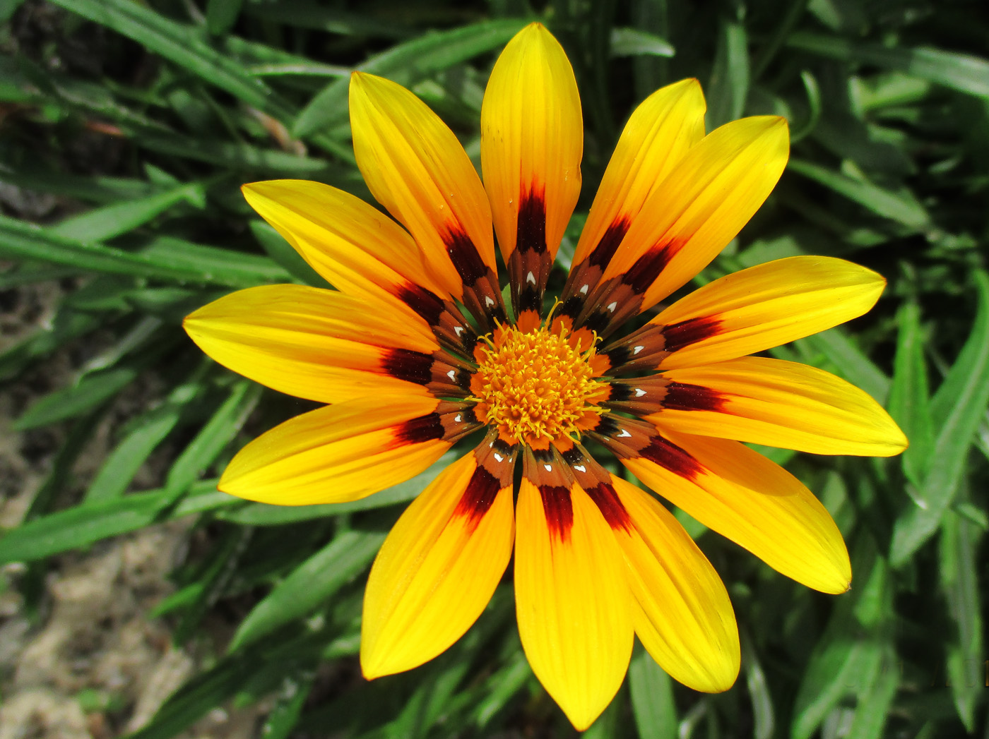 Изображение особи Gazania rigens.