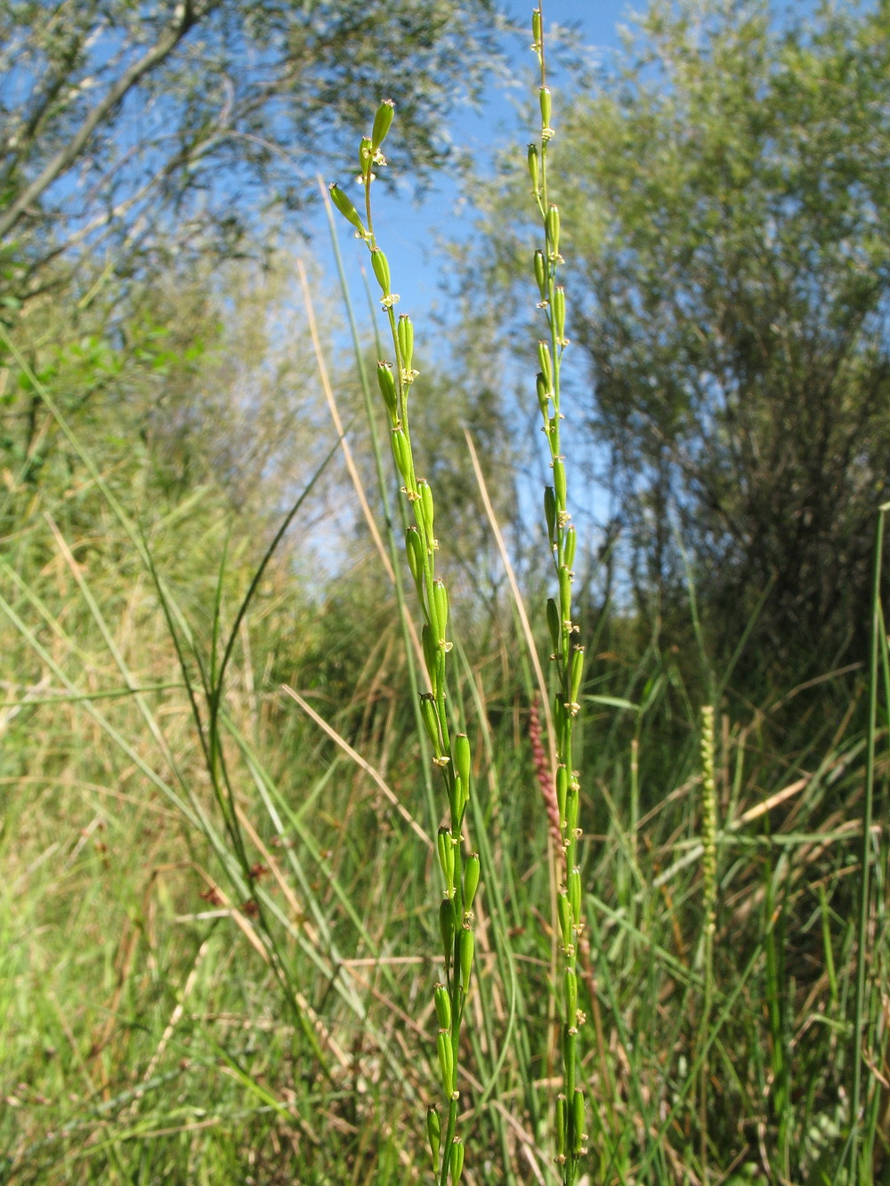 Image of Triglochin palustris specimen.