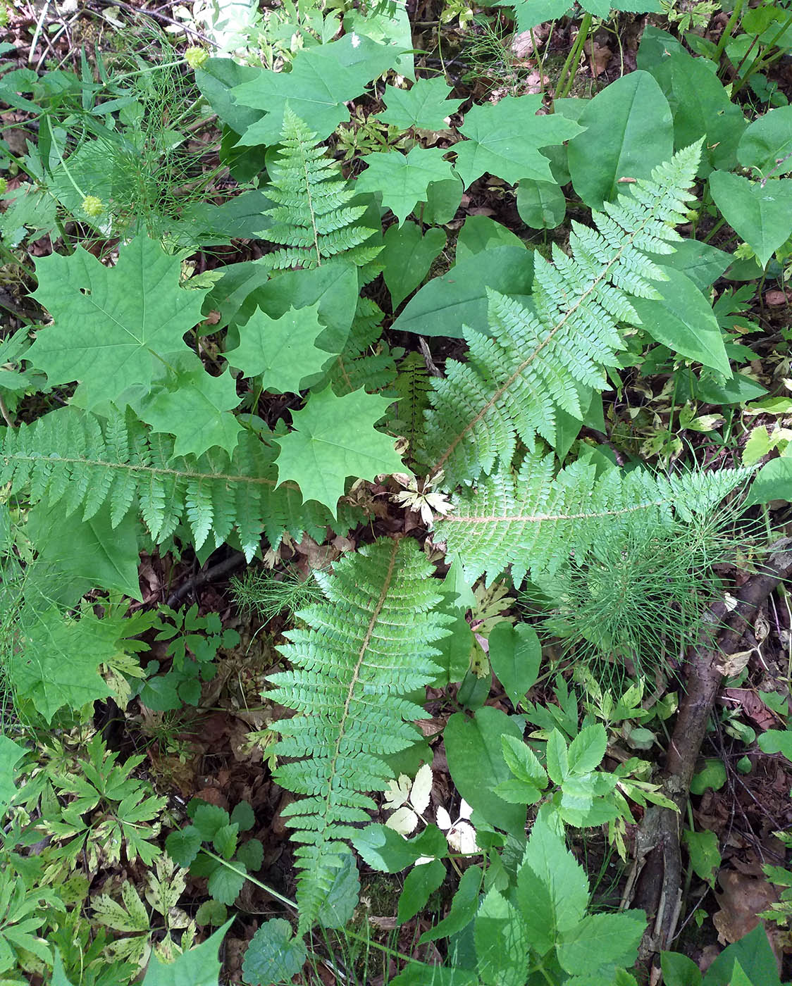 Изображение особи Polystichum braunii.