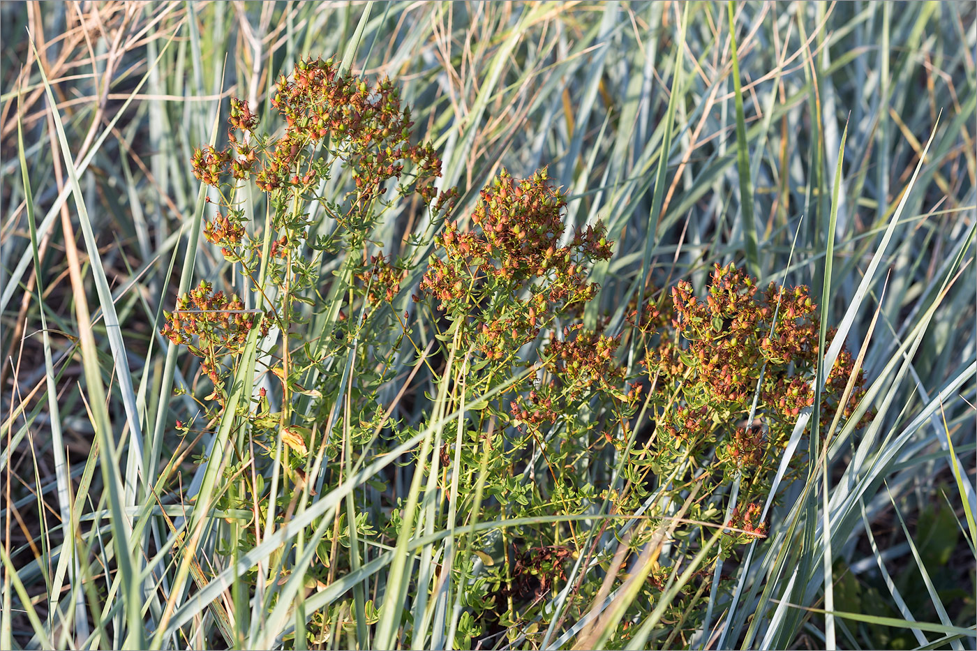 Image of Hypericum perforatum specimen.