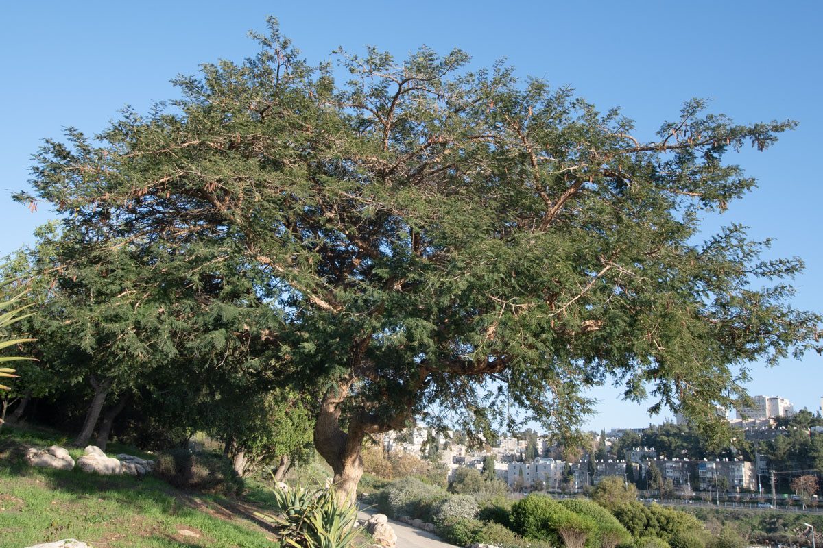 Изображение особи Vachellia sieberiana.