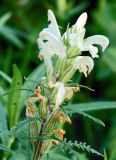 Pedicularis venusta