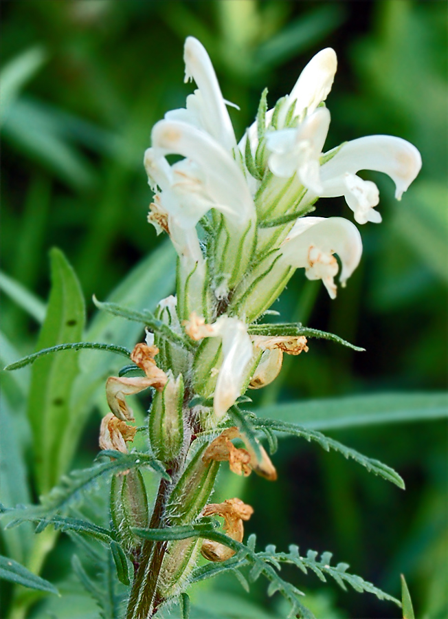 Изображение особи Pedicularis venusta.