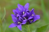 Campanula trautvetteri. Цветки. Республика Северная Осетия-Алания, Алагирский р-н, Большой Кавказ, Скалистый хребет, южный склон в р-не Ходского перевала, ≈ 2300 м н.у.м., субальпийский луг. 01.07.2021.