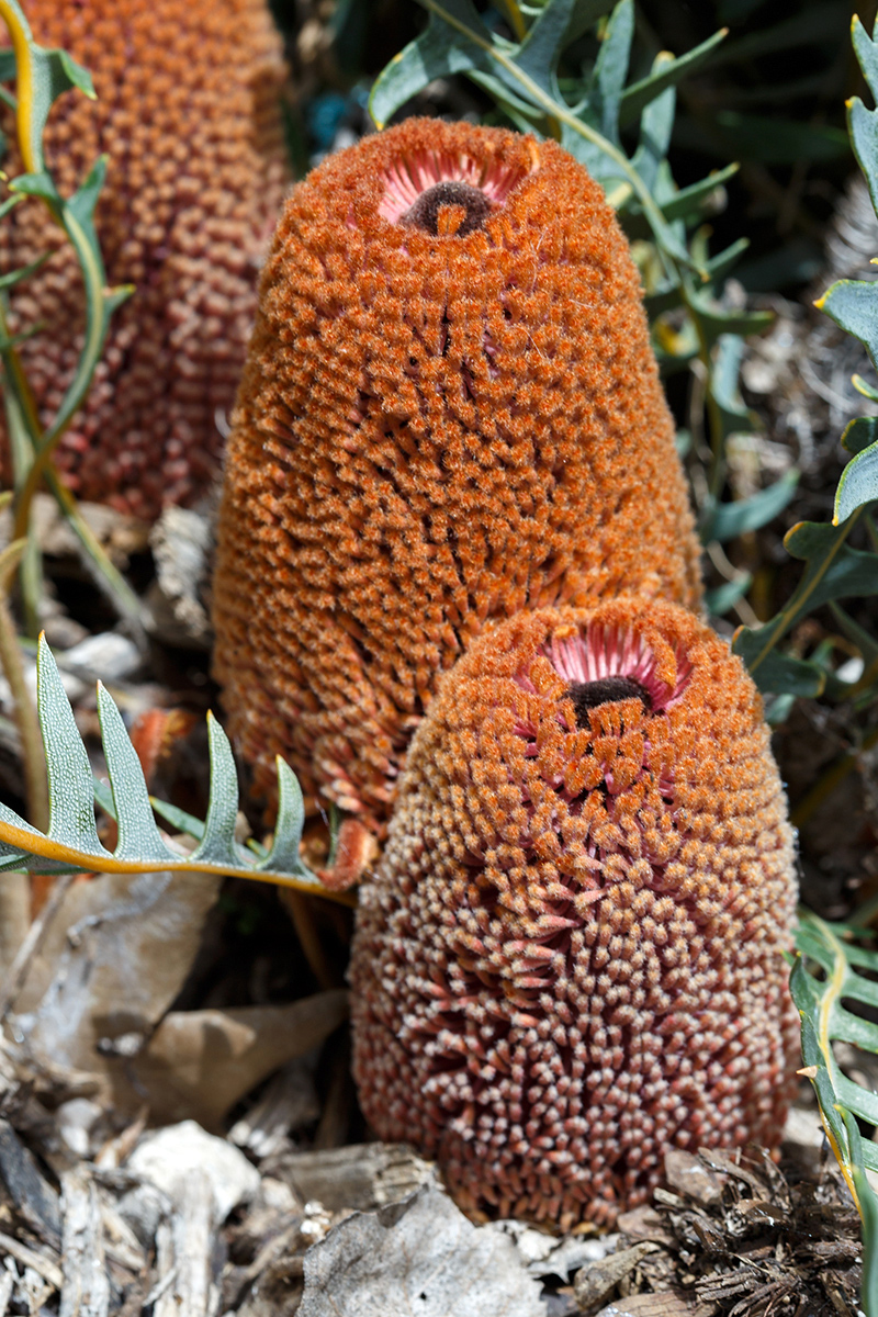 Изображение особи Banksia blechnifolia.