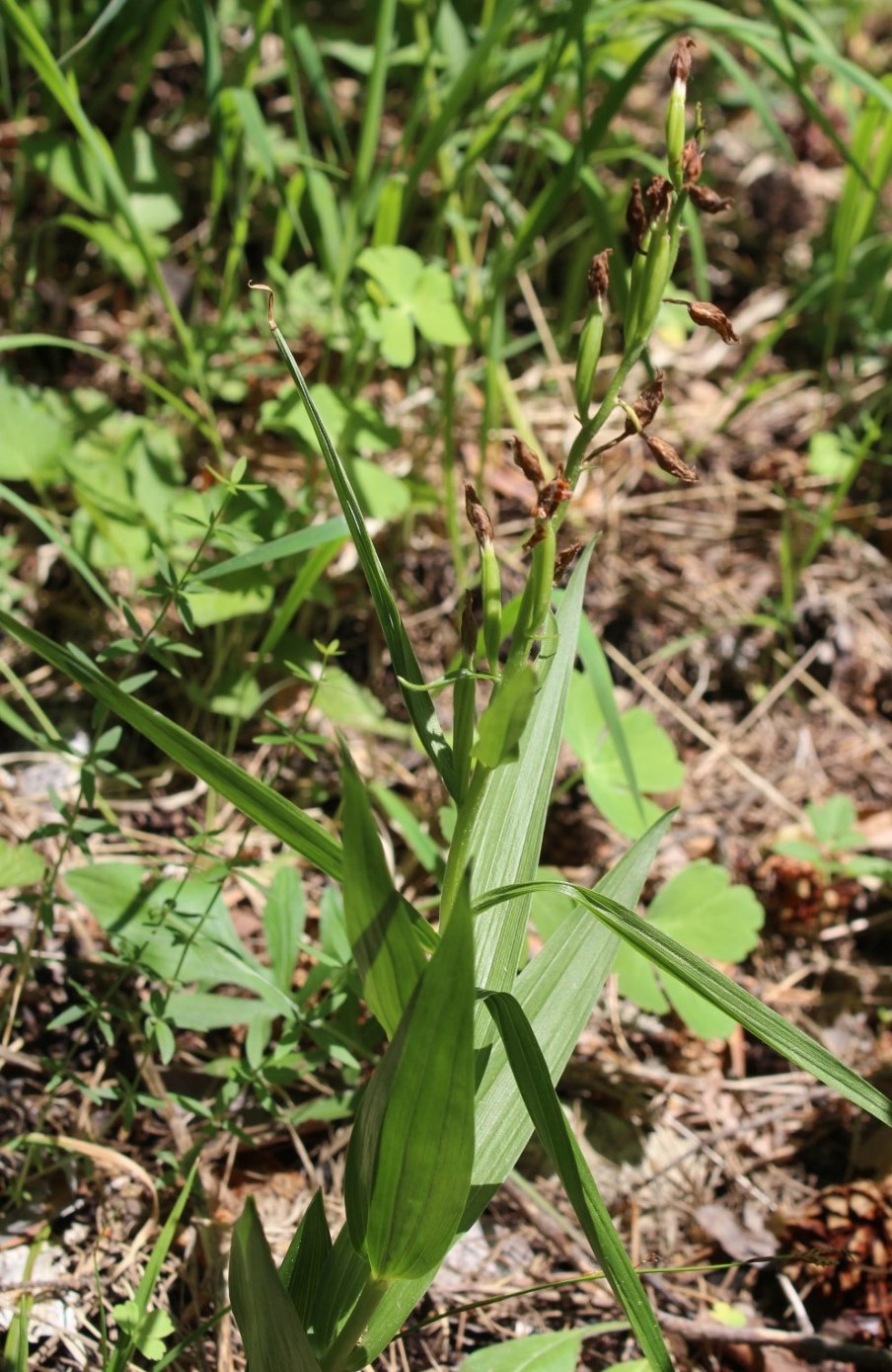 Изображение особи Cephalanthera longifolia.