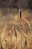 genus Typha. Верхушка сухого прошлогоднего генеративного побега. Приморский край, окр. г. Находка, сырой луг. 03.01.2022.