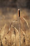 род Typha. Верхушка сухого прошлогоднего генеративного побега. Приморский край, окр. г. Находка, сырой луг. 03.01.2022.