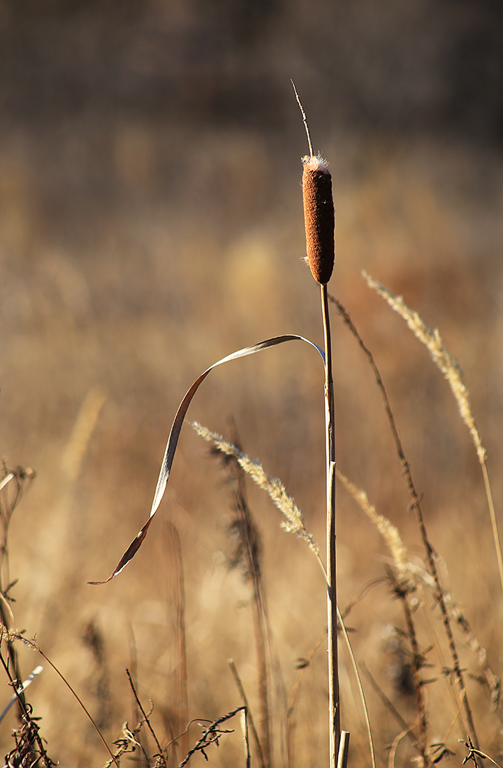 Изображение особи род Typha.