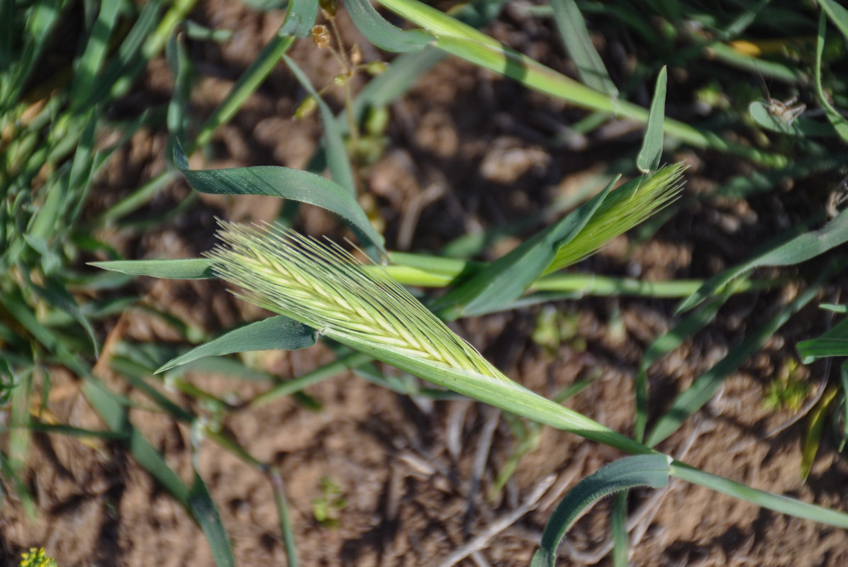 Image of Hordeum leporinum specimen.