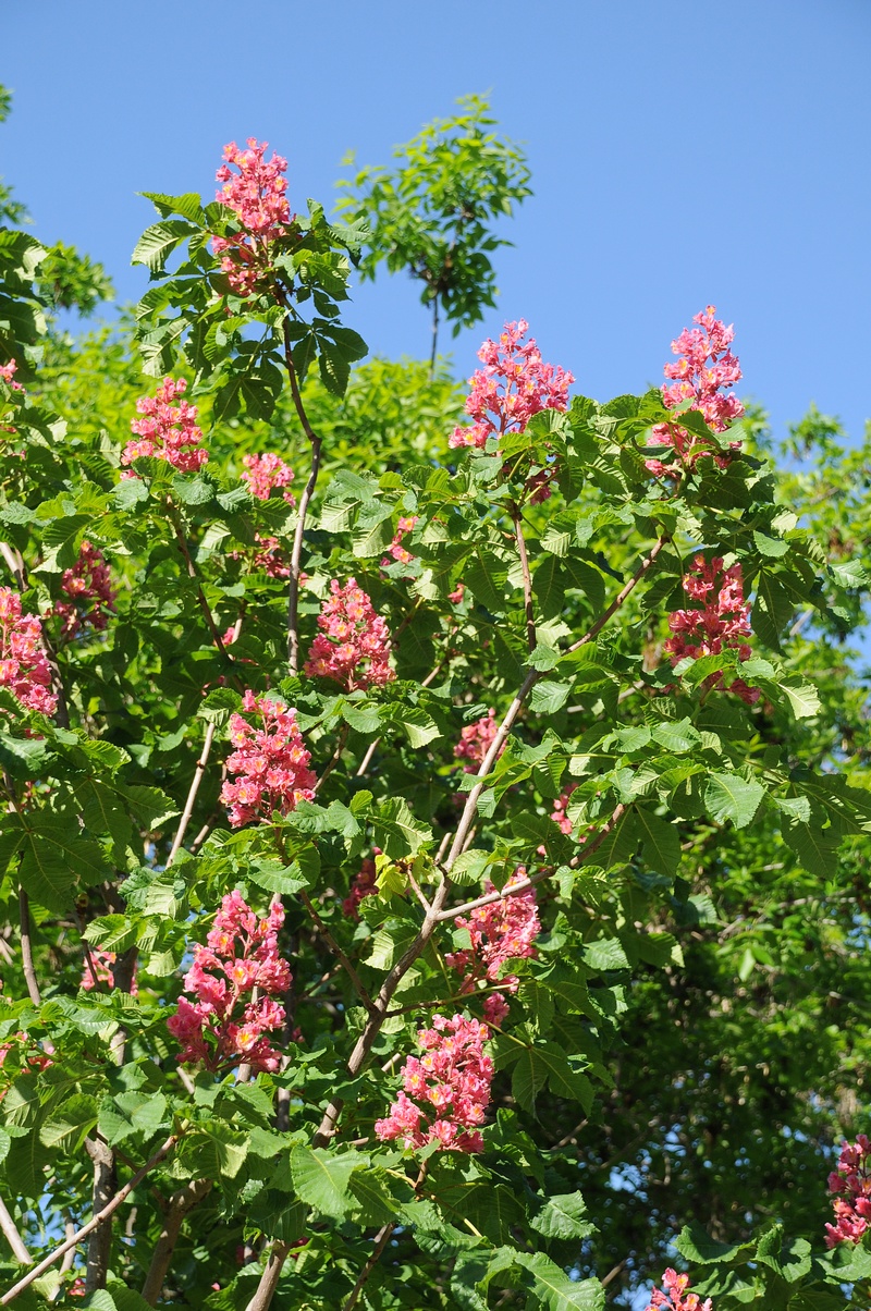 Изображение особи Aesculus &times; carnea.