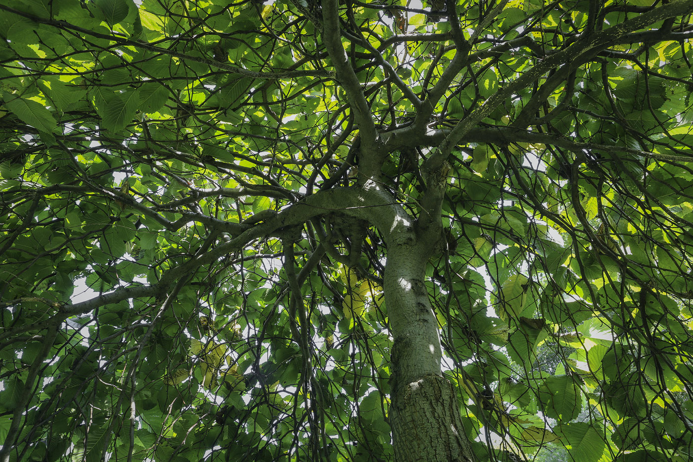 Изображение особи Ulmus glabra.