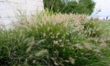 Pennisetum villosum. Куртина плодоносящих растений. Болгария, Бургасская обл., г. Несебр, Старый Несебр, парк-променад, в культуре. 12.09.2021.