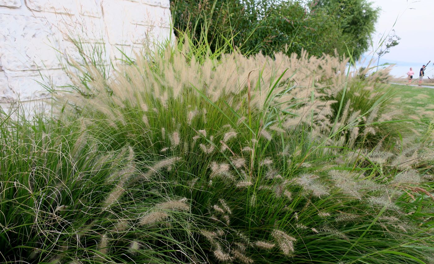 Image of Pennisetum alopecuroides specimen.