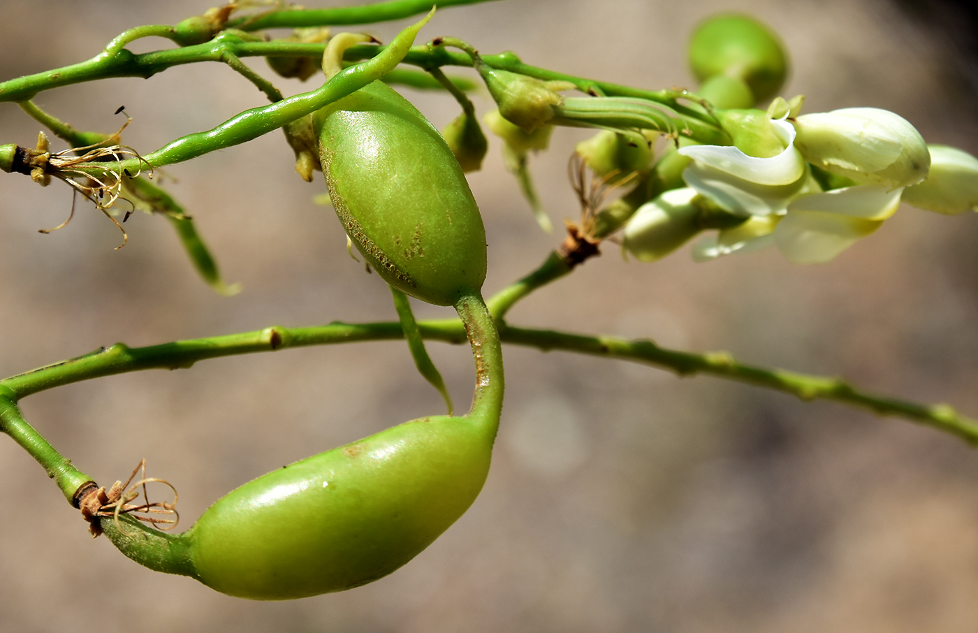 Изображение особи Styphnolobium japonicum.