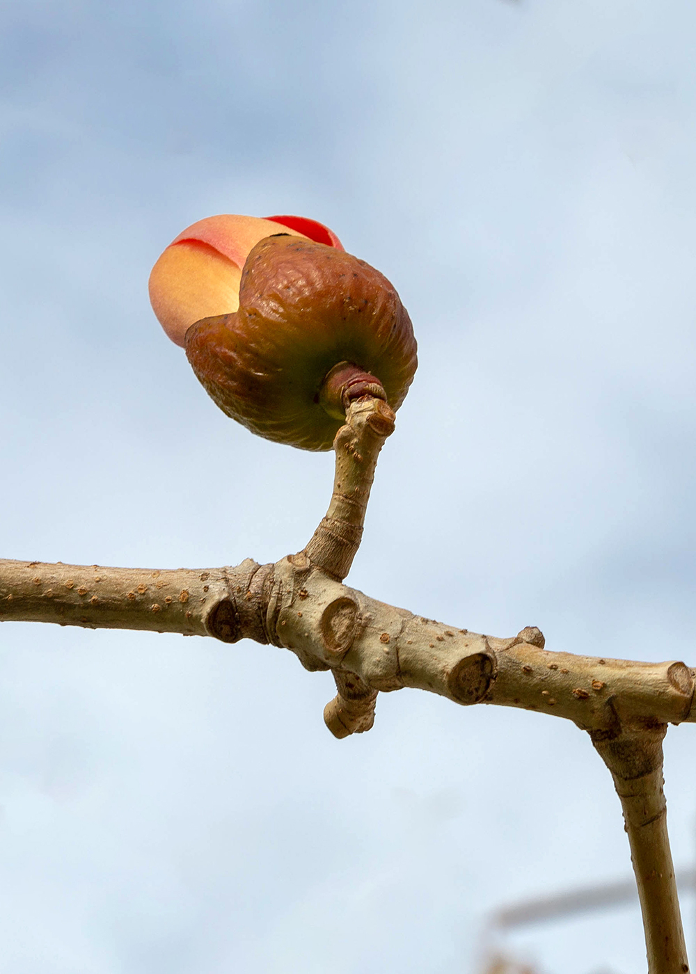 Image of Bombax ceiba specimen.