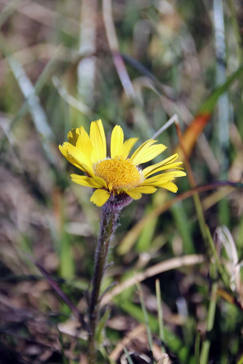 Image of Tephroseris tundricola specimen.