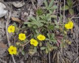 Potentilla humifusa