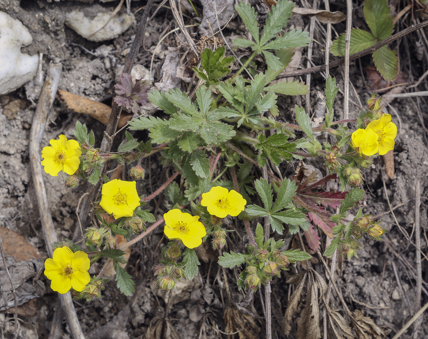 Изображение особи Potentilla humifusa.