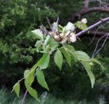 Ulmus minor. Верхушка ветви с плодами и листьями. Ростовская обл., Азовский р-н, с. Кугей, на дне балки. 13.05.2022.