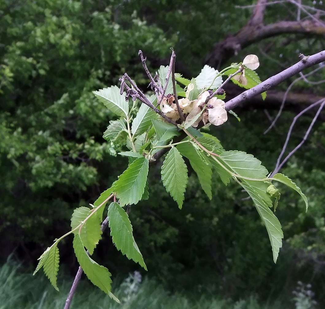 Изображение особи Ulmus minor.