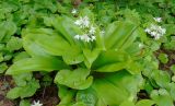 Clintonia udensis